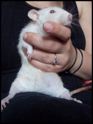 Tumeur mammaire chez une rate