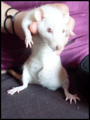 Tumeur mammaire chez une rate