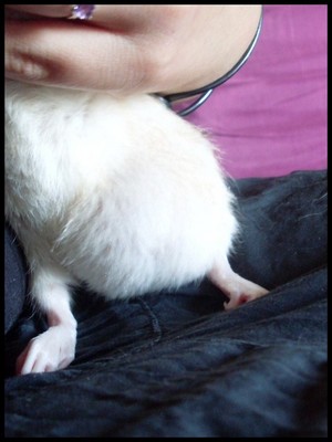 Tumeur mammaire chez une rate