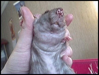 Goître sur un rat atteint de SDA