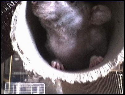 Goître sur un rat atteint de SDA