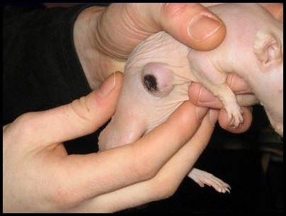 Abcès mûr chez un rat