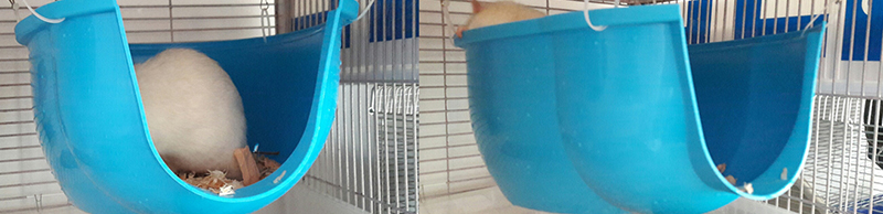 Transformer une maison en étage pour cage rat