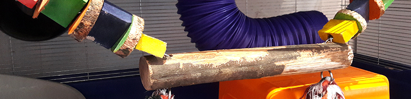 Jouet pour perroquet rongeurs