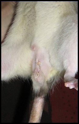 Cicatrice castration rat