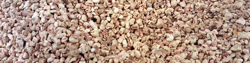 Litière végétale de maïs pour rats