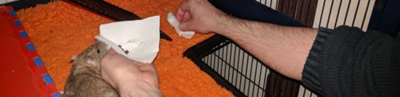 boite transport pour rats