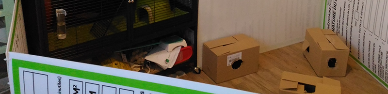 Parc de sortie pour rats