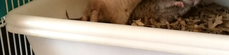 Etage en bac de rangement rat