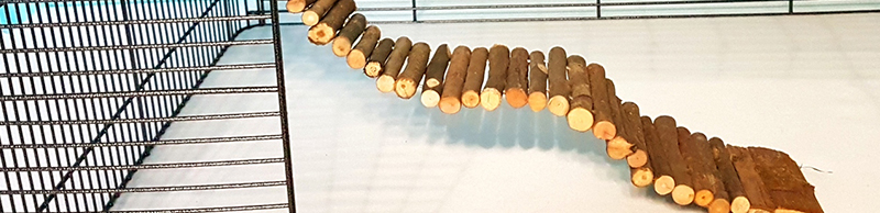 Pont en bois pour rats