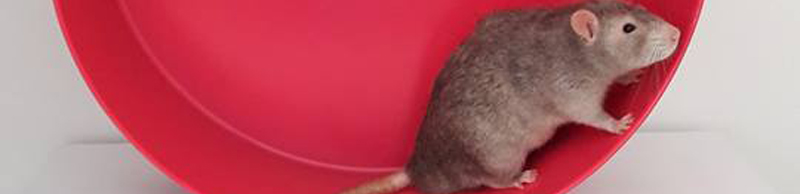 Grande roue Tic Tac Rat