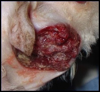 Tumeur avancée de la glande de Zymbal chez un rat