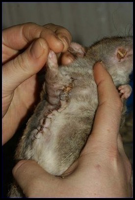 Agrafes après opération d'une tumeur chez le rat