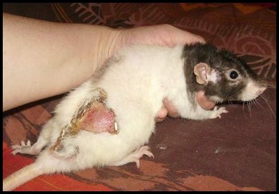 Abcès d'un rat après une morsure