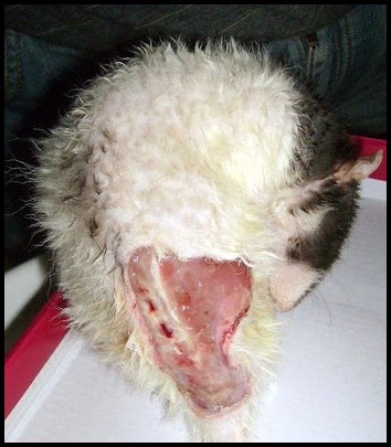 Abcès d'un rat après une morsure