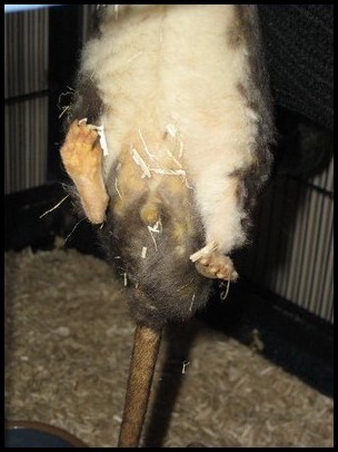 Tumeur du foie chez un rat