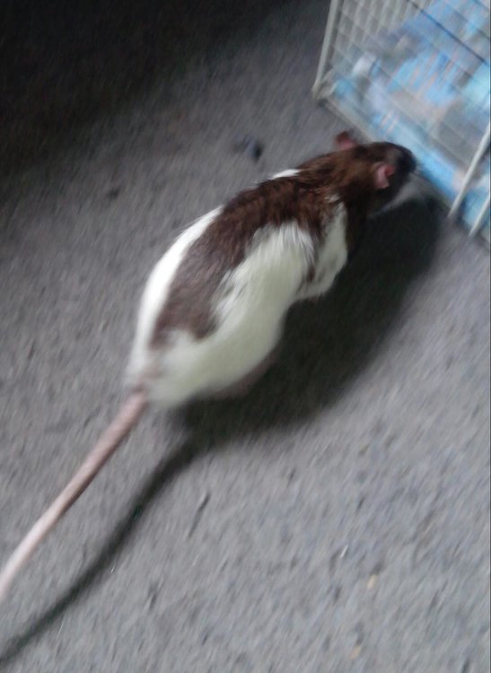 post-20708-0-98785500-1399627881_thumb.j