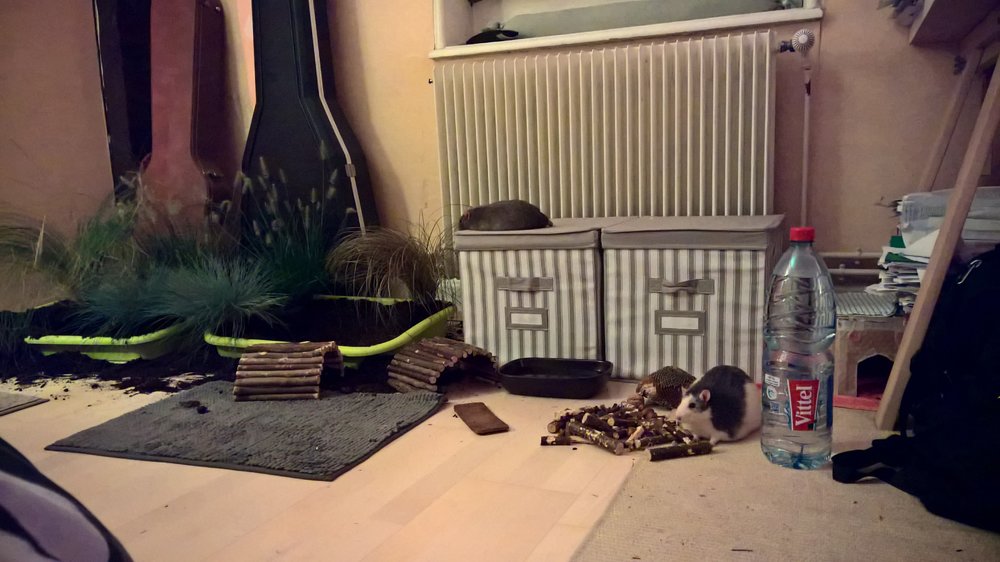 Rats en liberté.jpg