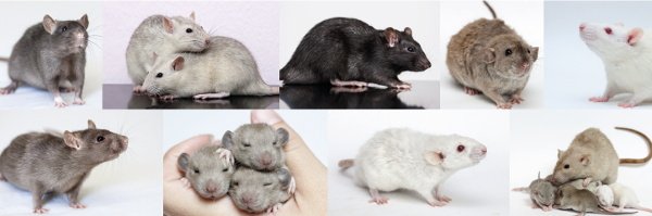 [Mode d'emploi] Comment poster une image sur le forum