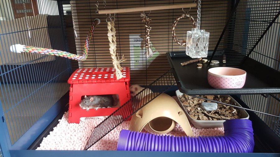 cage rat propreté