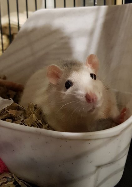 rat dans sa litière