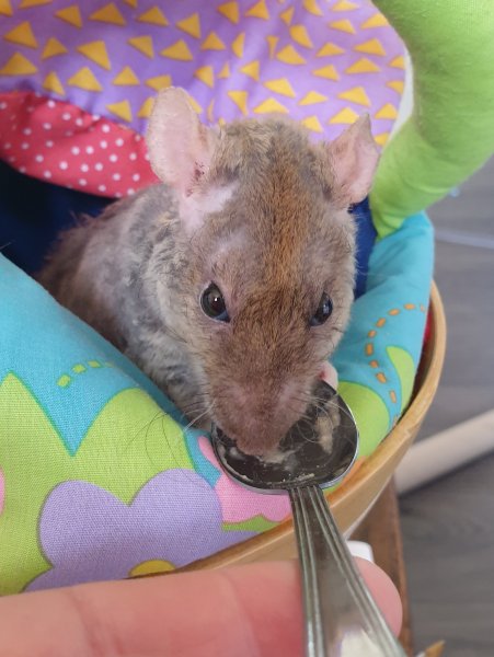 Donner médicament à un rat