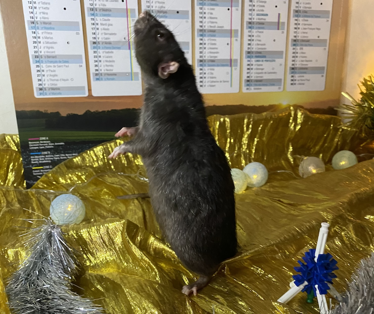 Bépo renifle en l'air.png