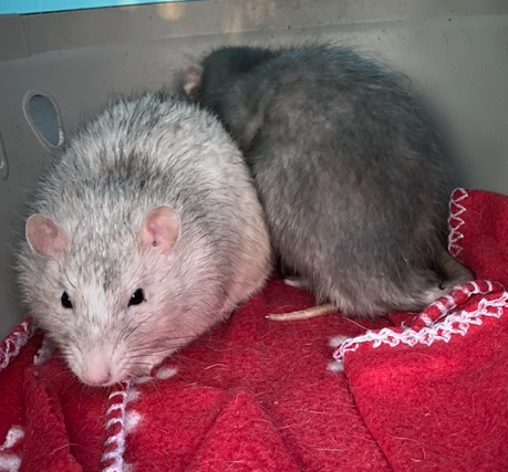 Capture d’écran 2021-10-11 à 12.11.47.png