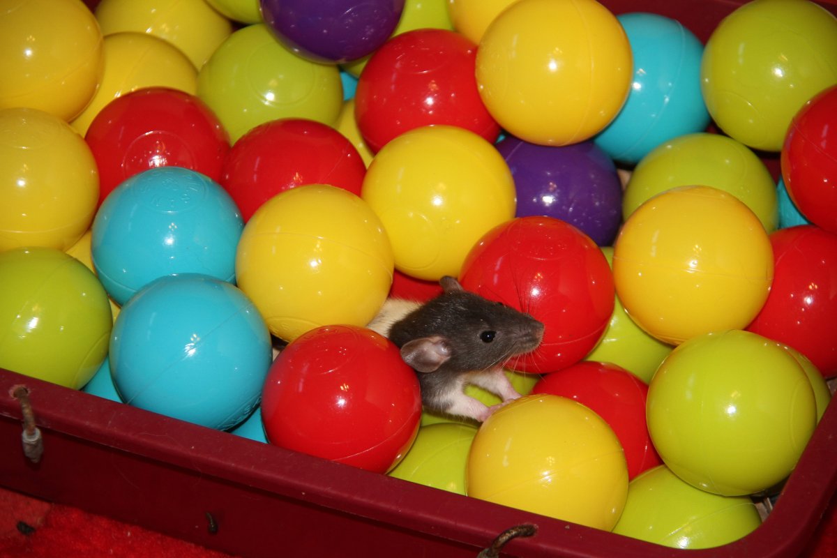 Raton dans une piscine à boules