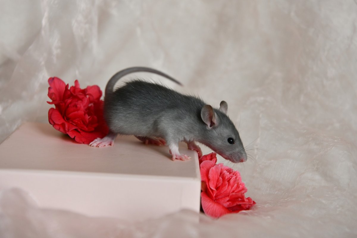 Sem4 M1 Balam 2.jpeg