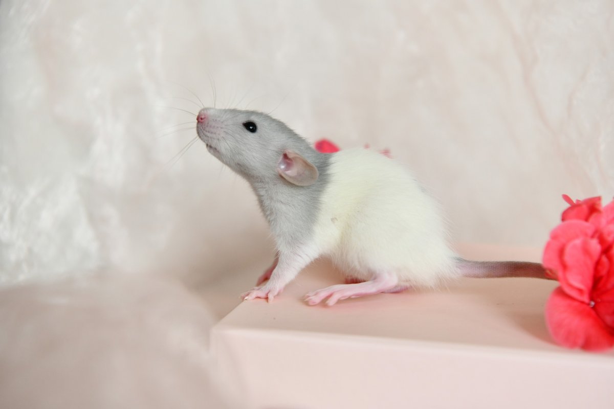 Sem4 F1 Abath 1.jpeg