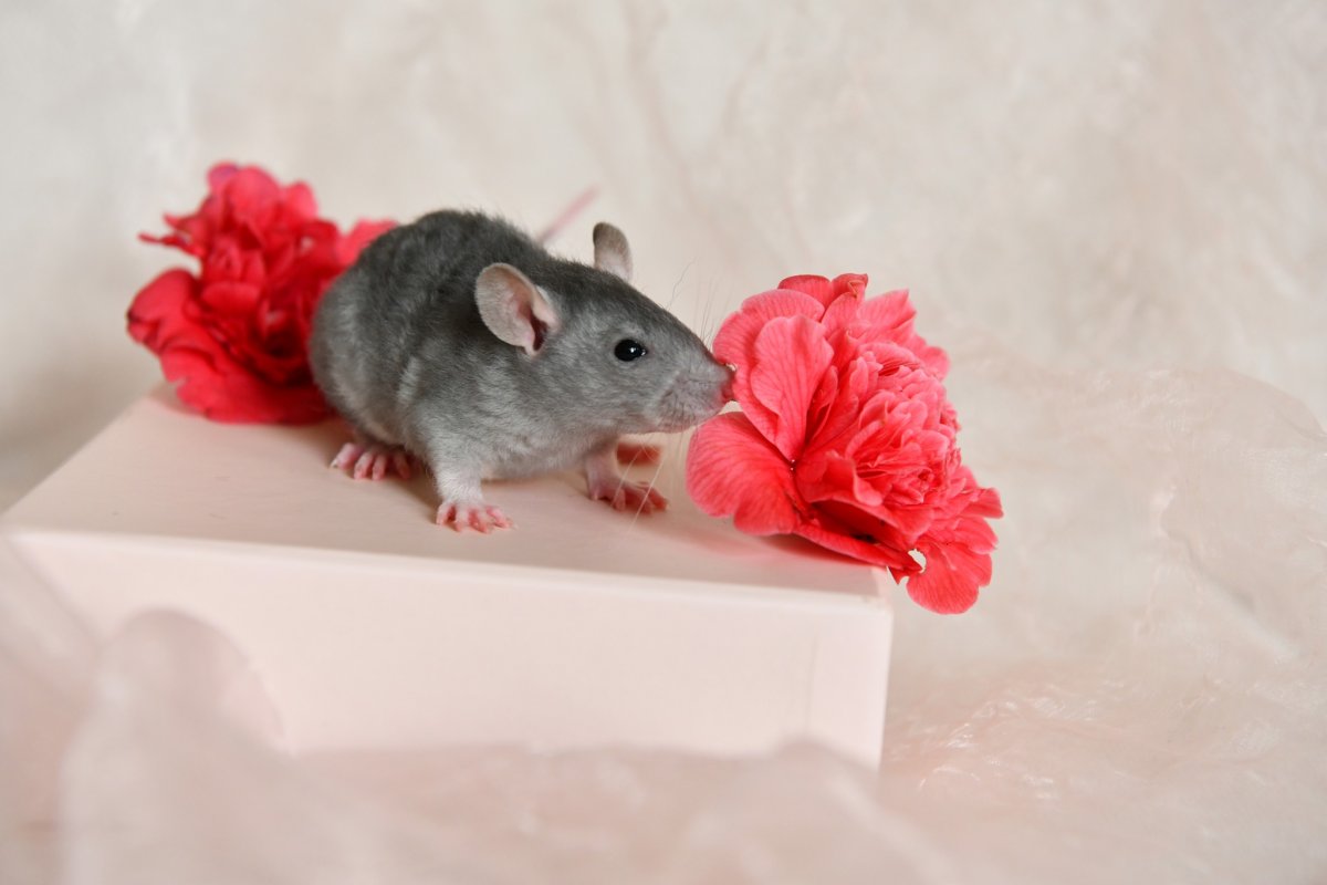 Sem4 F3 Willahara 2.jpeg