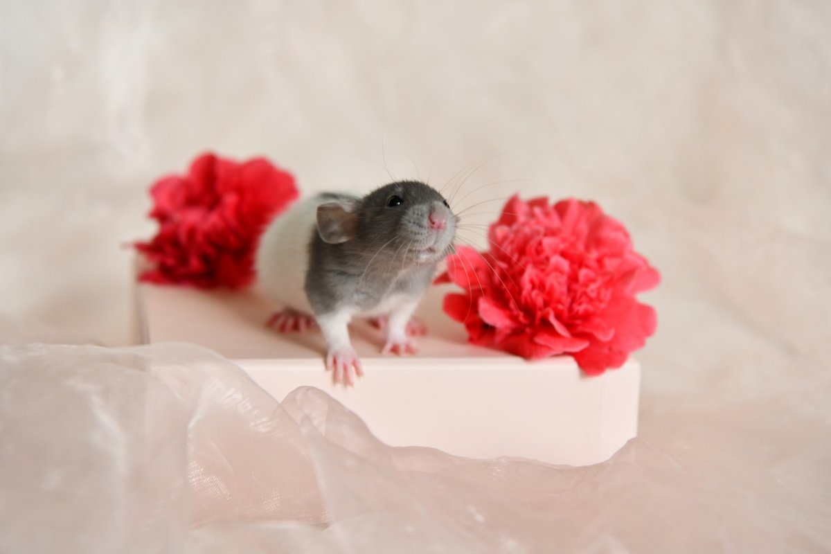 Sem4 F2 Musai 1.jpeg