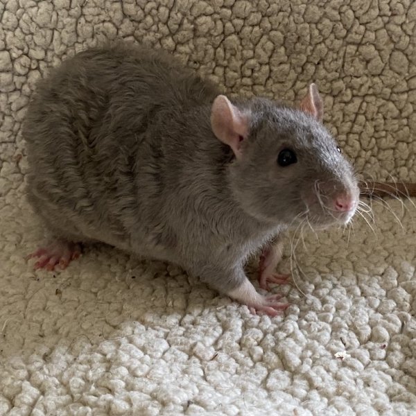 Jupiter 20220330.jpg