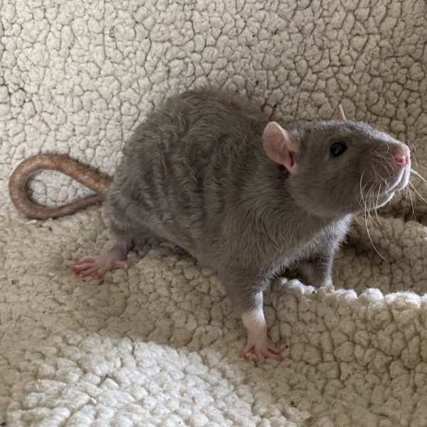 Jupiter 20220330b.jpg