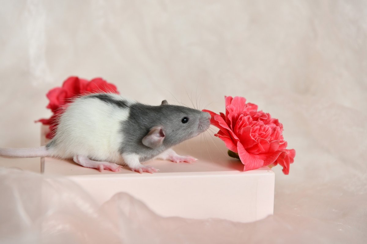 Sem4 F2 Musai 2.jpeg