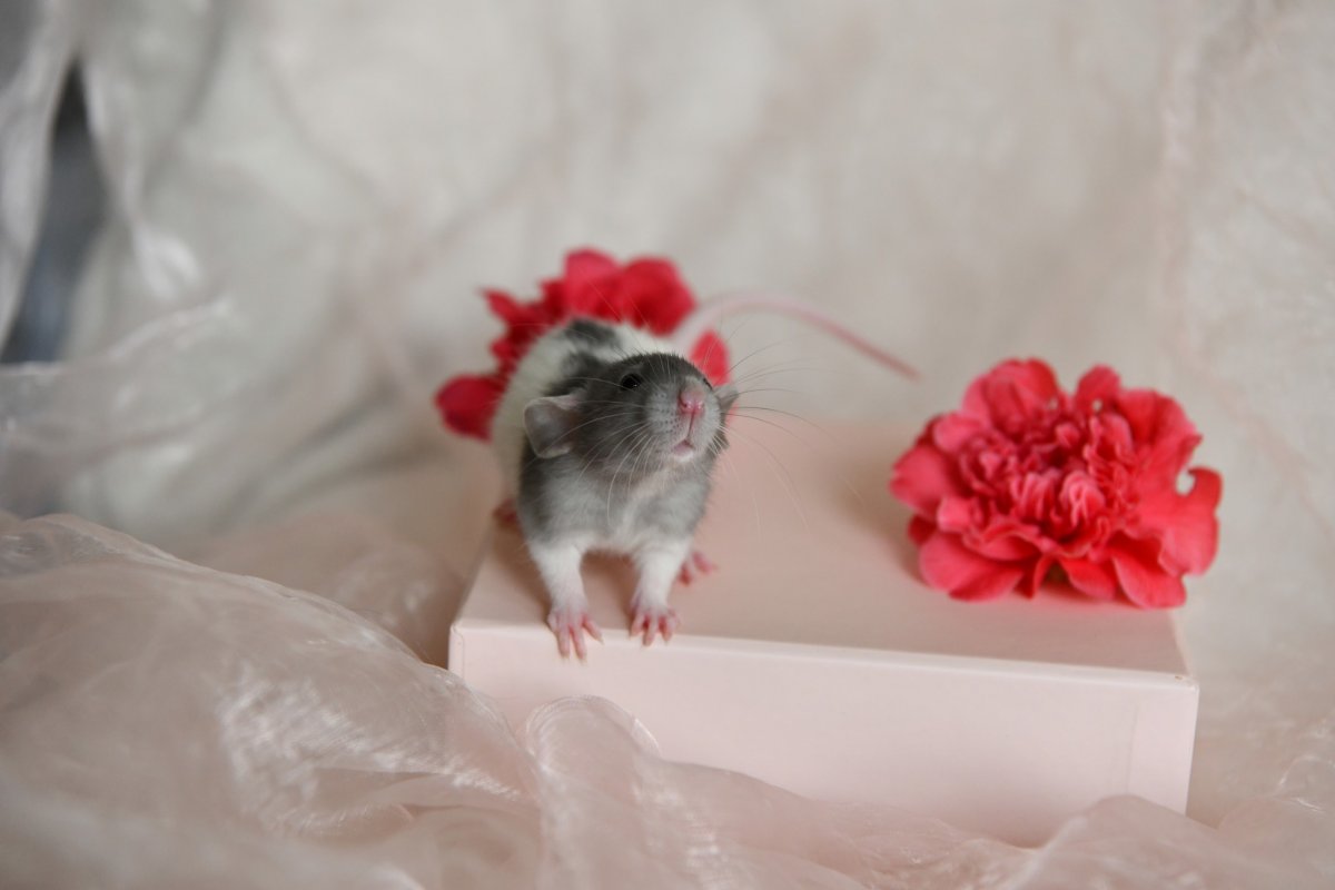 Sem4 M1 Reinigen 2.jpeg