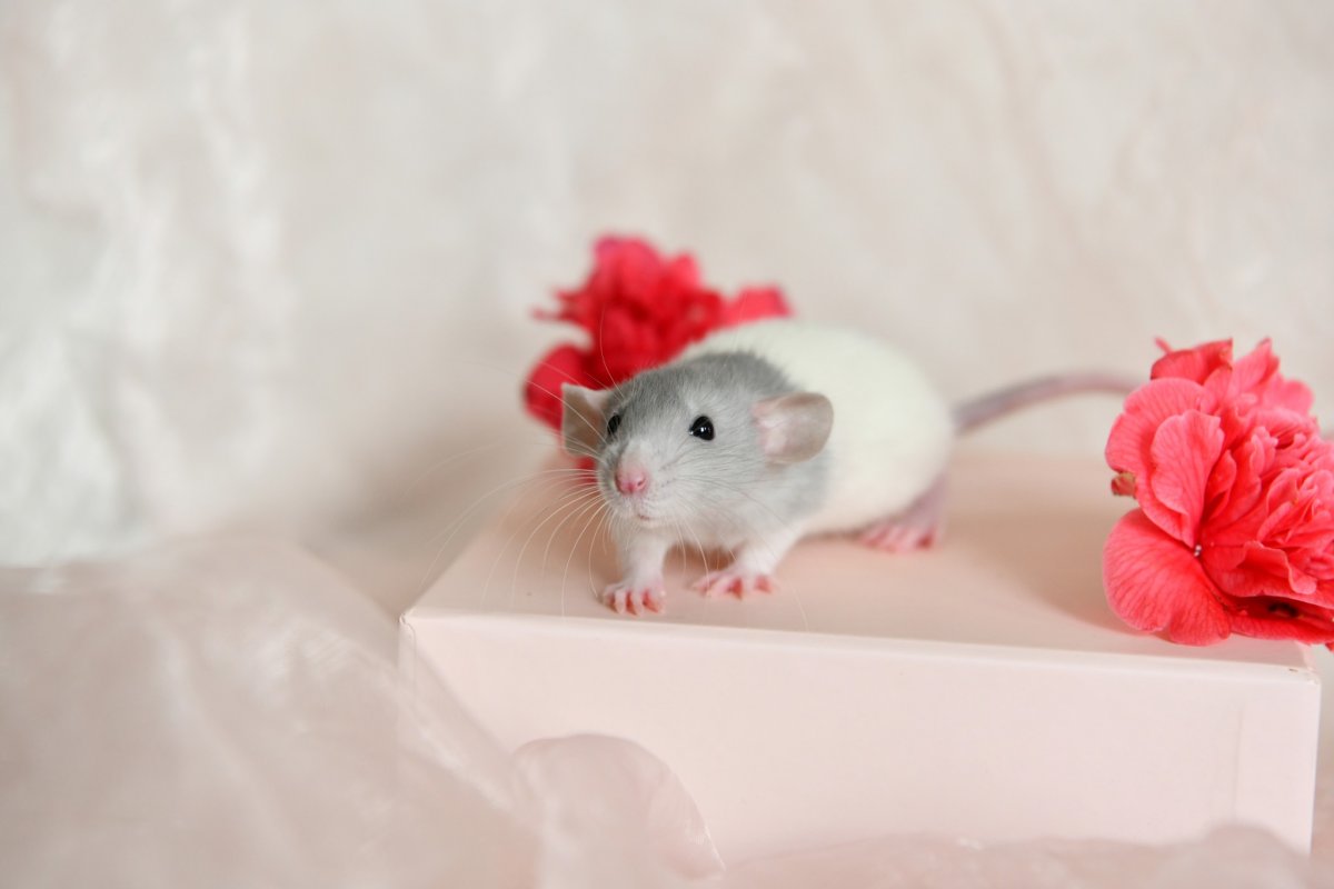 Sem4 F1 Abath 2.jpeg