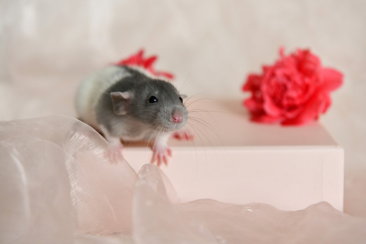 Sem4 F4 Kitsune 2.jpeg