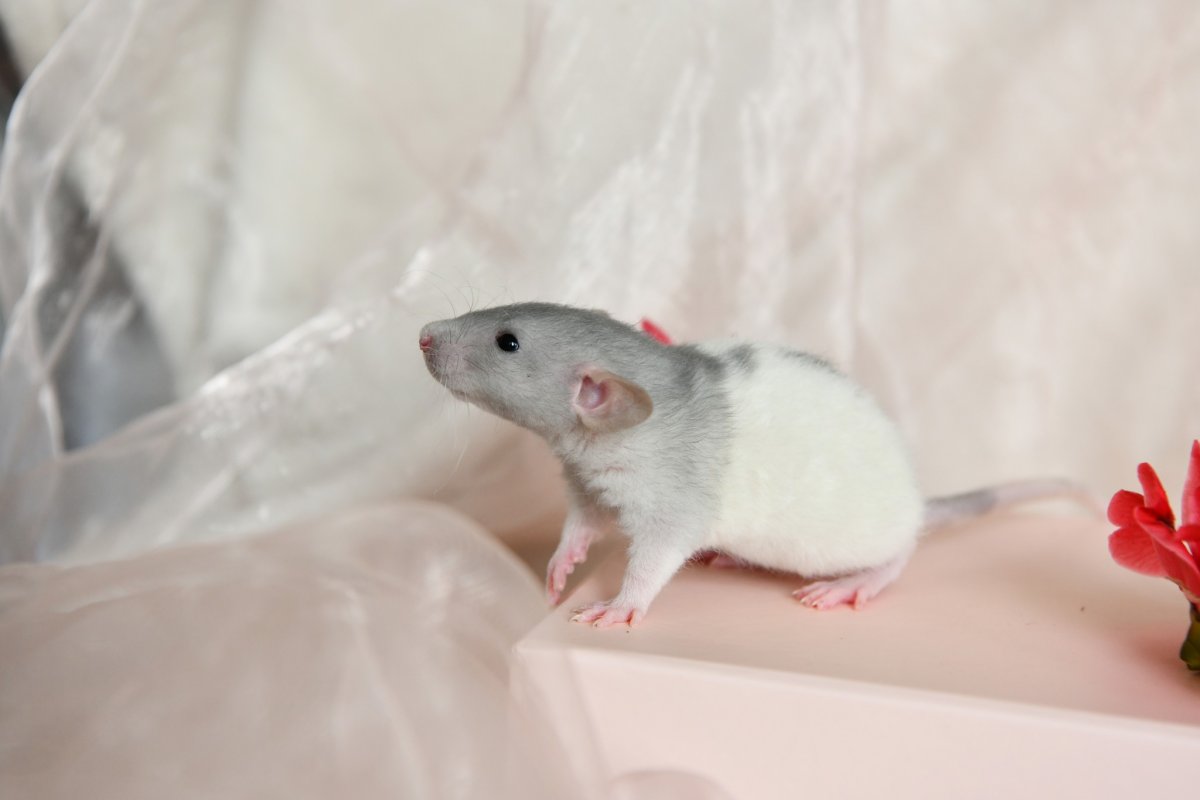 Sem4 F5 Naiad 2.jpeg