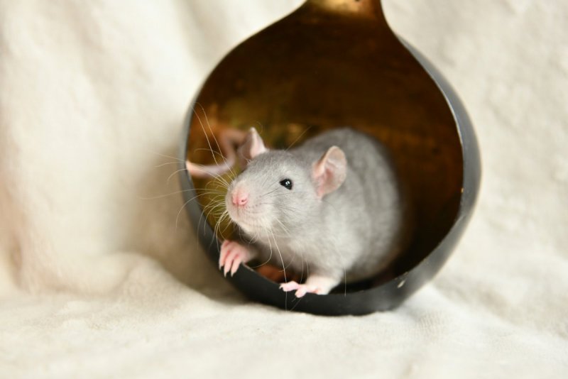 sem5 F3 willahara.jpeg