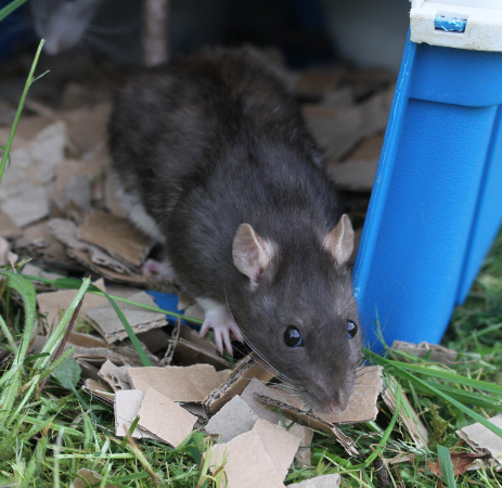 Rat sort de la caisse.png