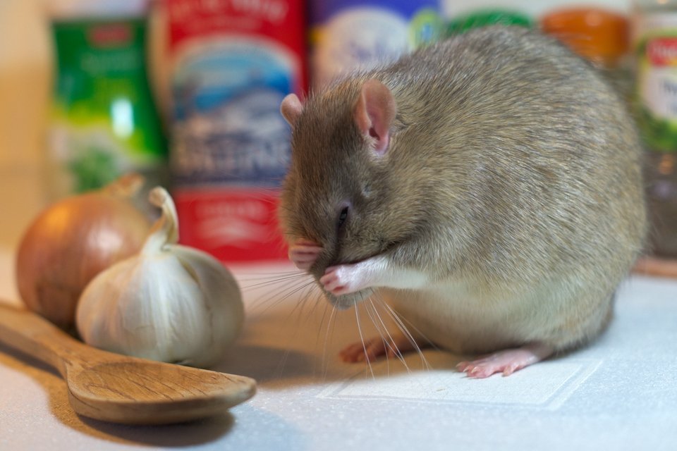 Hygiène du Cuisinier.jpg