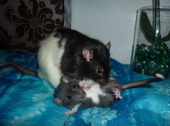 Accueillir un rat IV 1.jpg