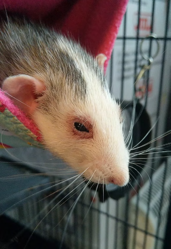 rat ayant beaucoup de porphyrine autour de l'oeil