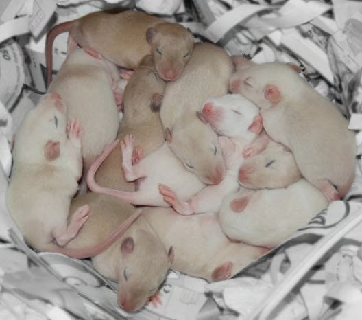 une portée née à la raterie Shita