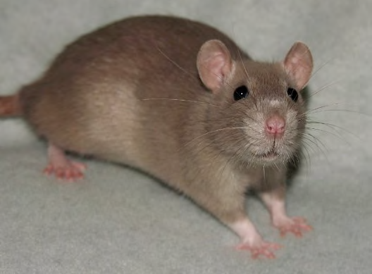 un rat issu de la raterie Shita