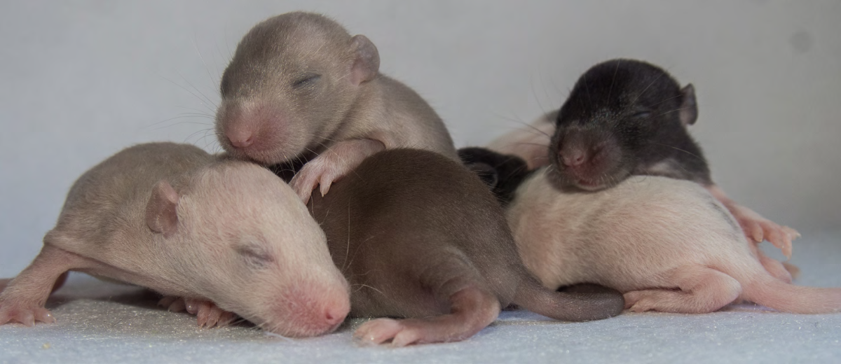 photo de bébés rats