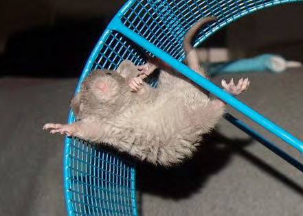 un raton acrobate