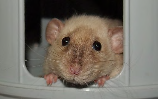 photo d'un rat Shita